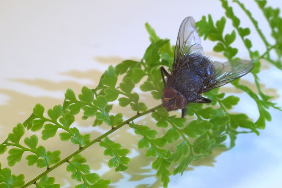 mucha, insect, closeup, macro, nature, green, plant, wings HD wallpaper
