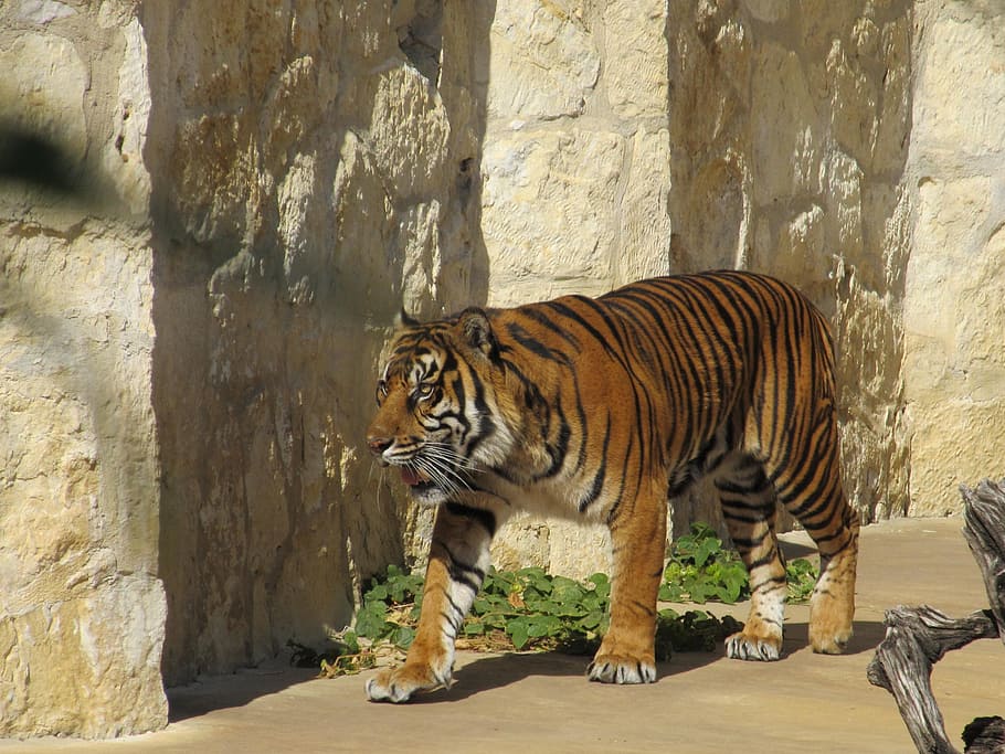 sumatran tiger, big cat, stripes, mammal, carnivore, indonesia, HD wallpaper