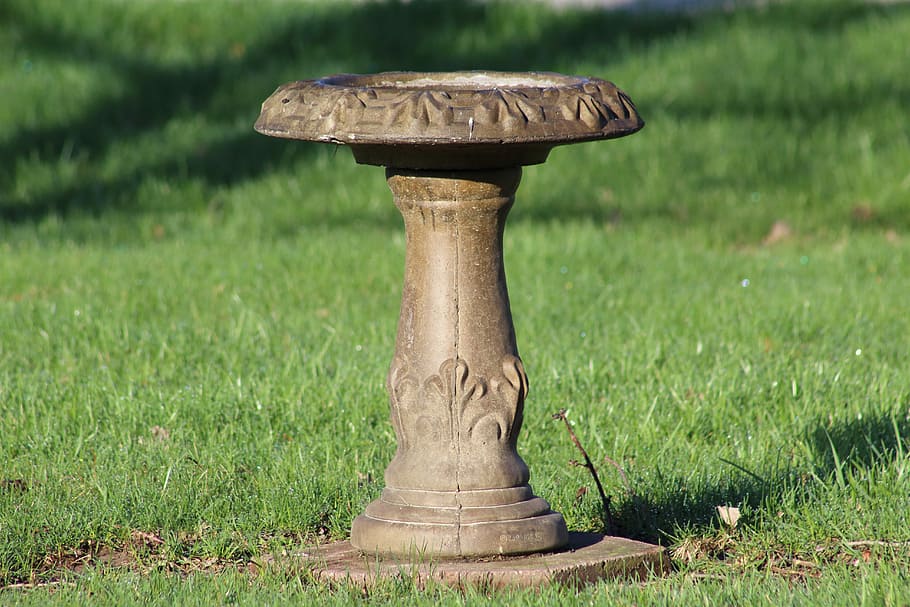 Birdbath, Water, Bird, grass, no people, green color, day, outdoors HD wallpaper