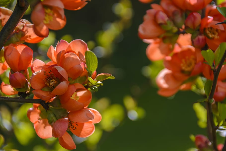 shallow focus photography of orange flowers, a flowering cotoneaster HD wallpaper
