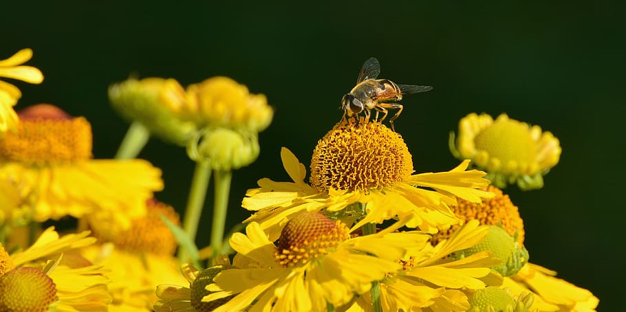 Yellow Honeybee on Yellow Petal Flower, flora, flowers, hoverfly HD wallpaper