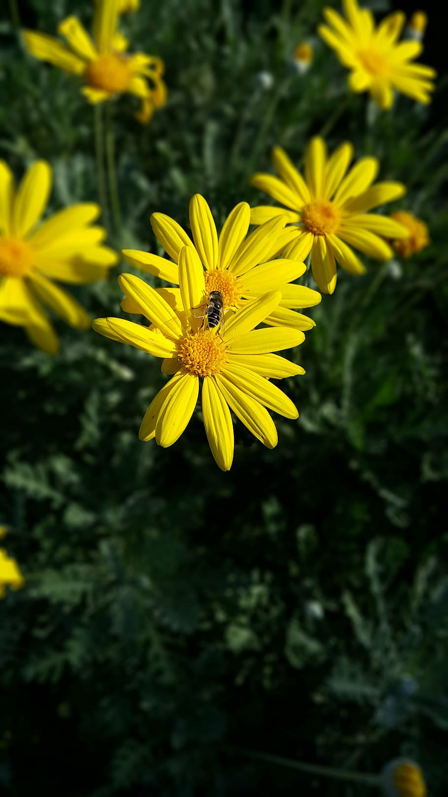 yellow, flower, turkey, nature, green, yellow flower, color, HD wallpaper