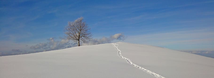 tree cover with snow, winter, sky, blue, rest, nature, day HD wallpaper