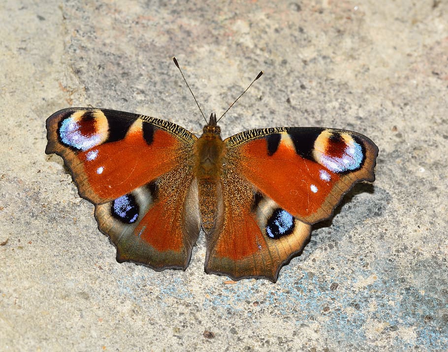 closeup photo of peacock butterfly, insects, butterflies, lepidoptera HD wallpaper