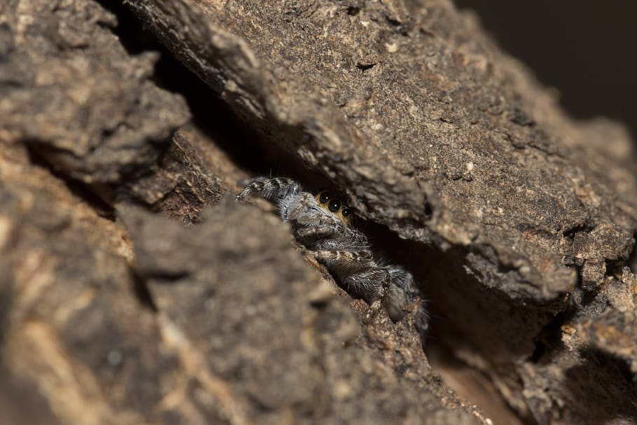 hide and seek, macro, spider, close-up, no people, textured HD wallpaper