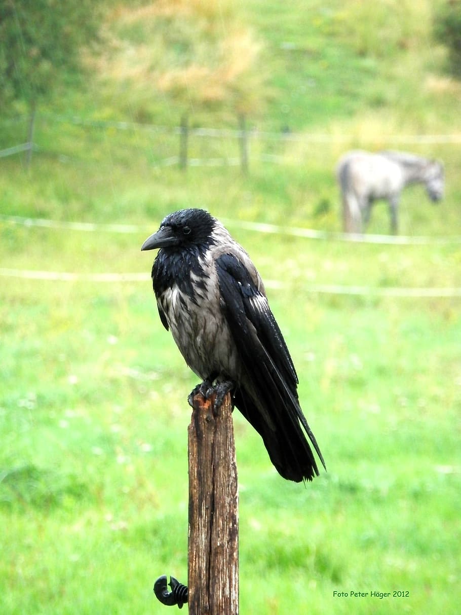 Crow, Bird, Fly, Wings, Feather, wildlife, beak, dom, outdoor HD wallpaper