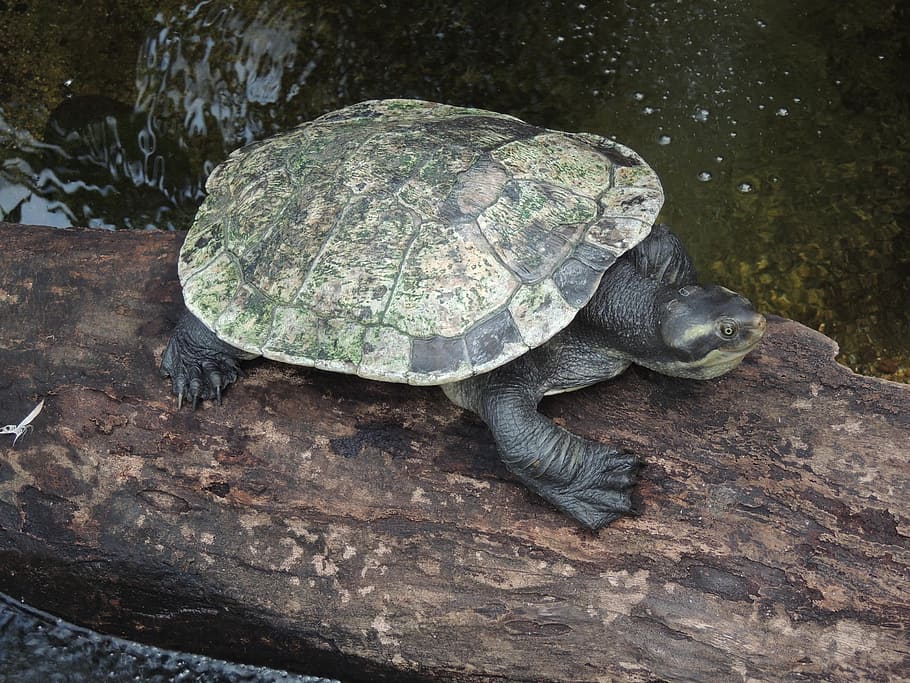 turtle, animals, australia, reptile, animal themes, animal wildlife HD wallpaper