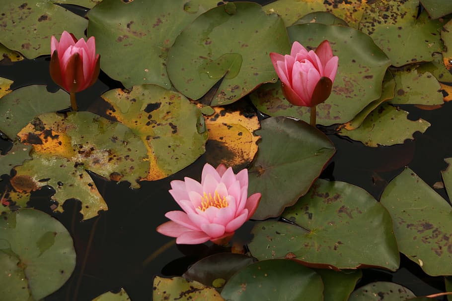 lotus, flower, leaf, plant, nature, petal, floral, botany, water lily HD wallpaper