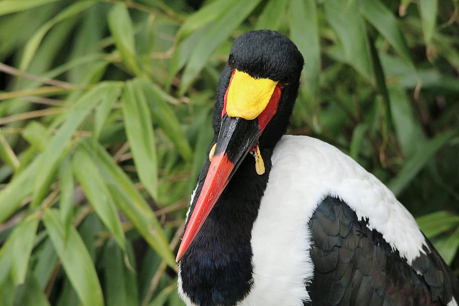Stork, Type, Saddle, Bird, stork type, saddle stork, storks HD wallpaper