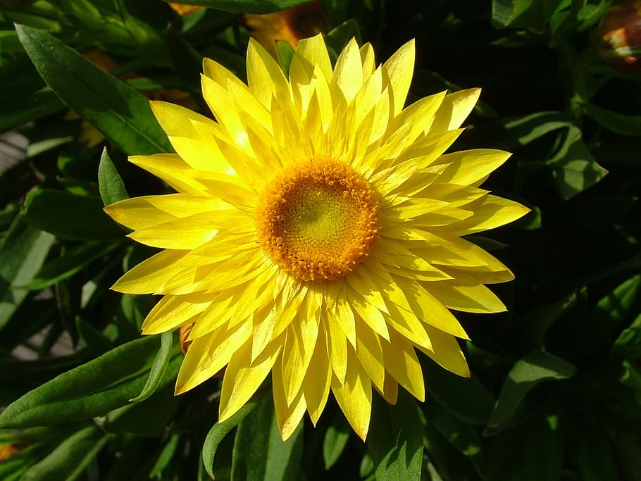 blossom, bloom, yellow, close, yellow flowers, flowering plant HD wallpaper