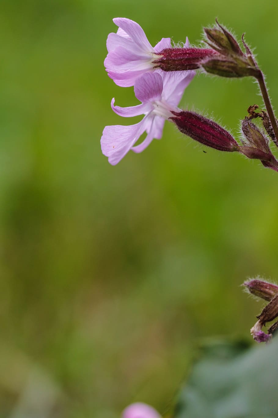 wildflower, summer flower, macro, flowering plant, fragility HD wallpaper