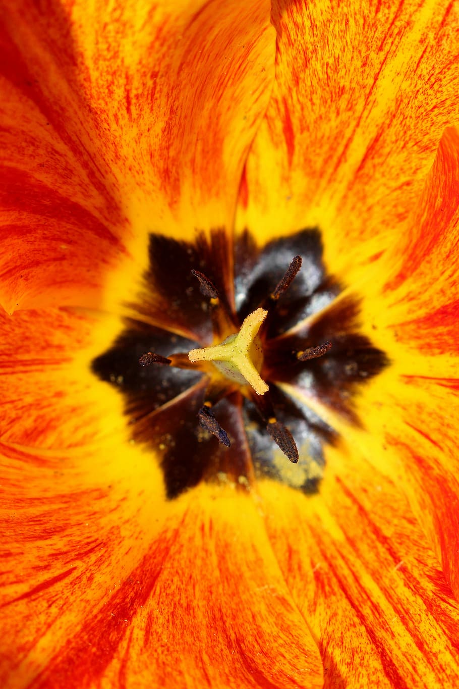 tulip, spring, yellow, flower, orange color, backgrounds, freshness HD wallpaper