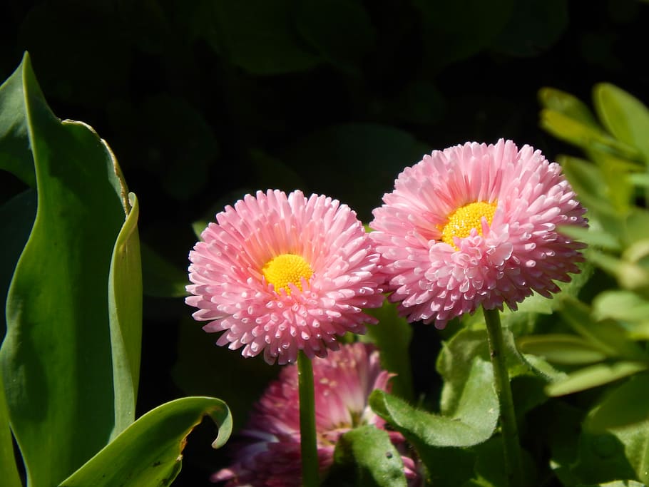flower, pink, yellow, spring, pink flower, plant, garden, vernal HD wallpaper