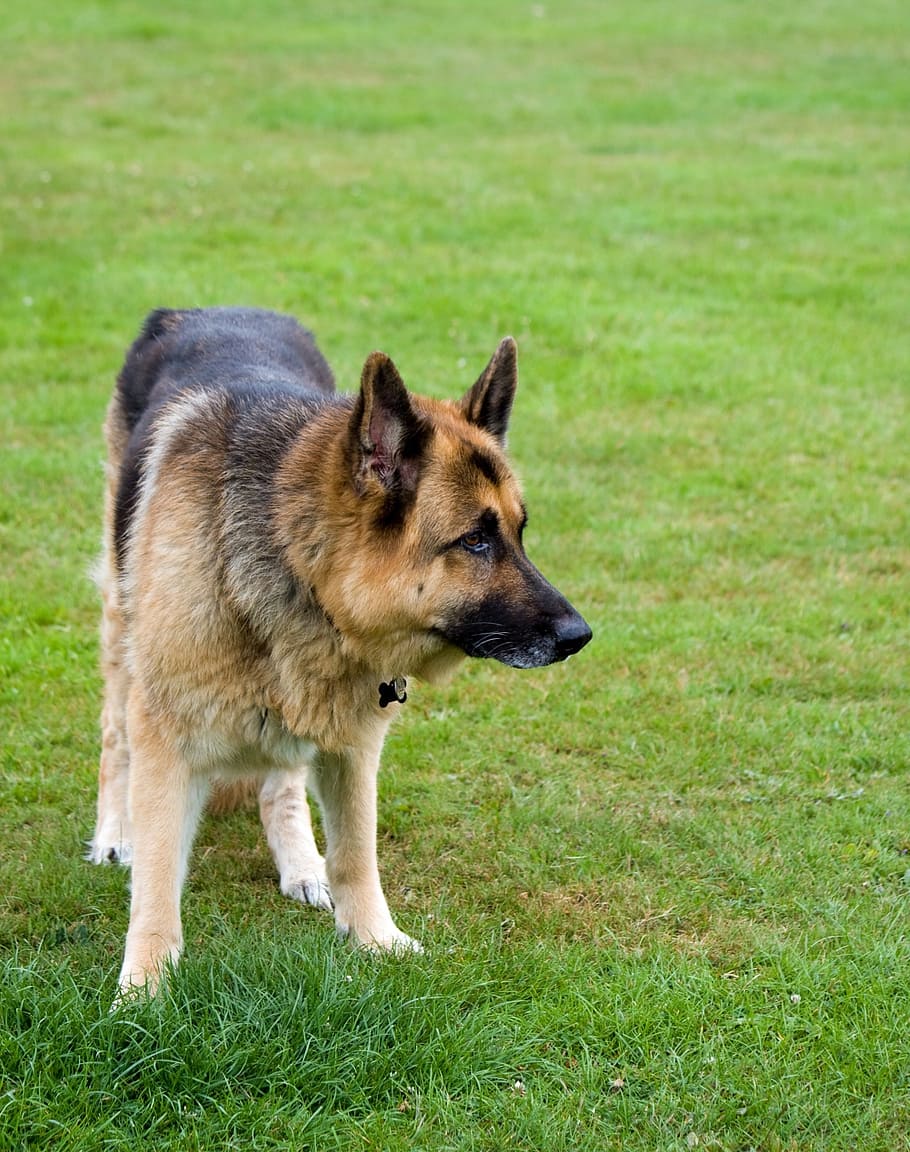 dog, german shepherd, alsatian, animal, pet, canine, beautiful, HD wallpaper