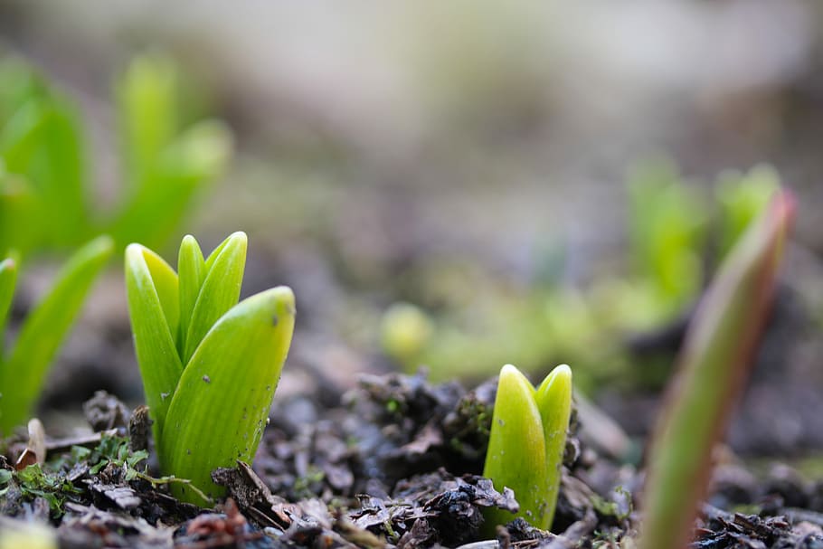 tulips-flower-bulbs-the-growing-spring.jpg