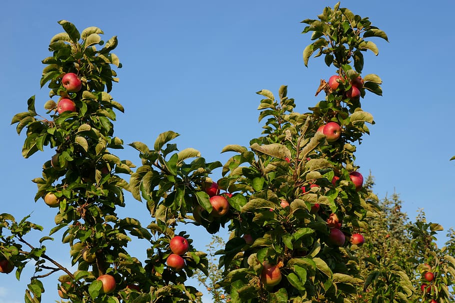 apple, apple tree, fruit, nature, autumn, branch, harvest, healthy eating HD wallpaper