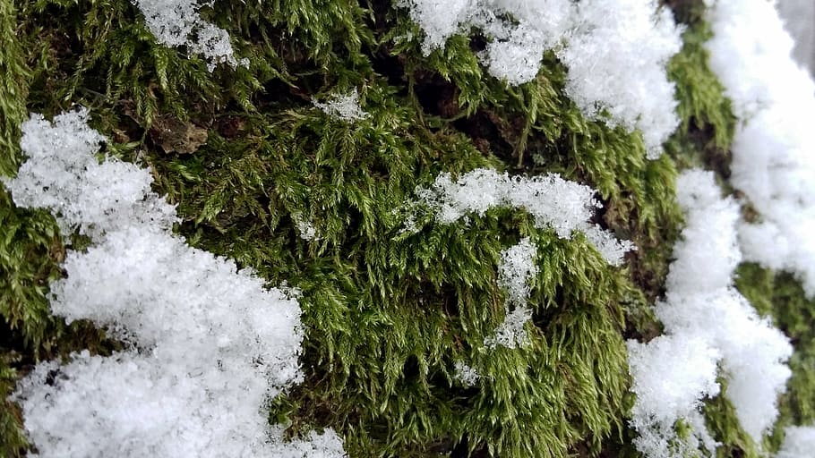 forest, winter, snow, poland, rumia, moss, cold temperature HD wallpaper