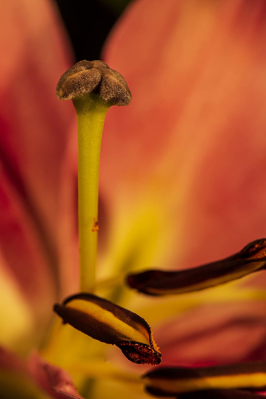 shallow focus photography of plant, macro shot of petal flower, HD wallpaper