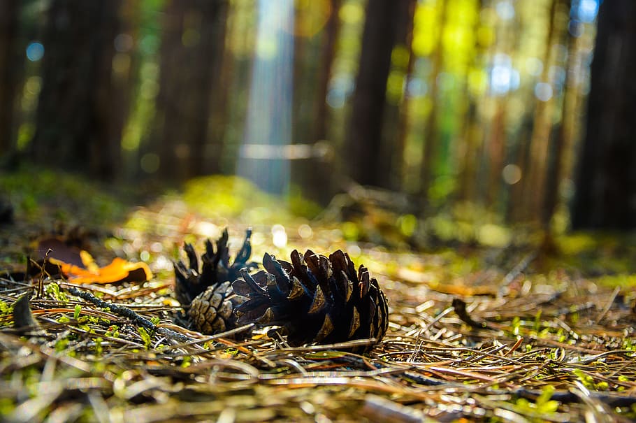 closeup photography of black pine cone, forest, wood, nature HD wallpaper