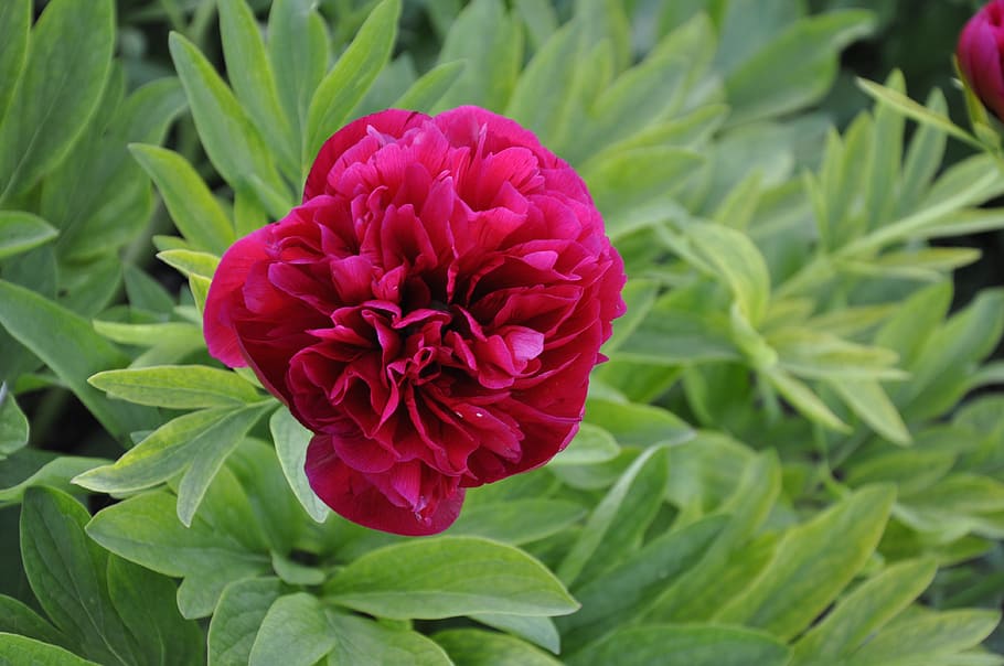 Peony, Flower, Spring, Closeup, red, growth, petal, nature HD wallpaper