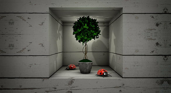 green leafed plant on gray pot, beetle, box, boards, niche HD wallpaper