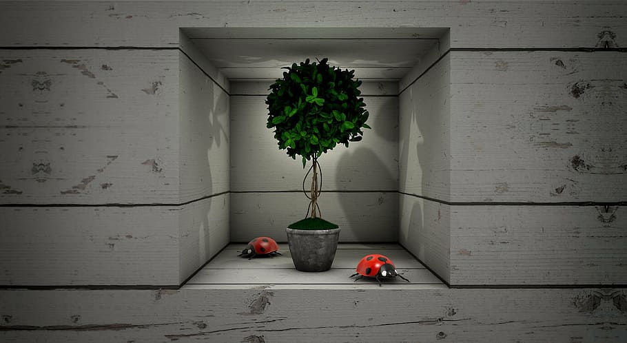 green leafed plant on gray pot, beetle, box, boards, niche HD wallpaper
