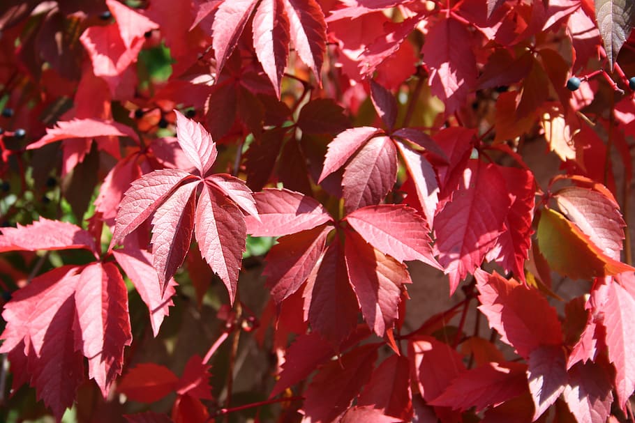 leaves, red, spring, red leaves, leaf, plant part, close-up HD wallpaper
