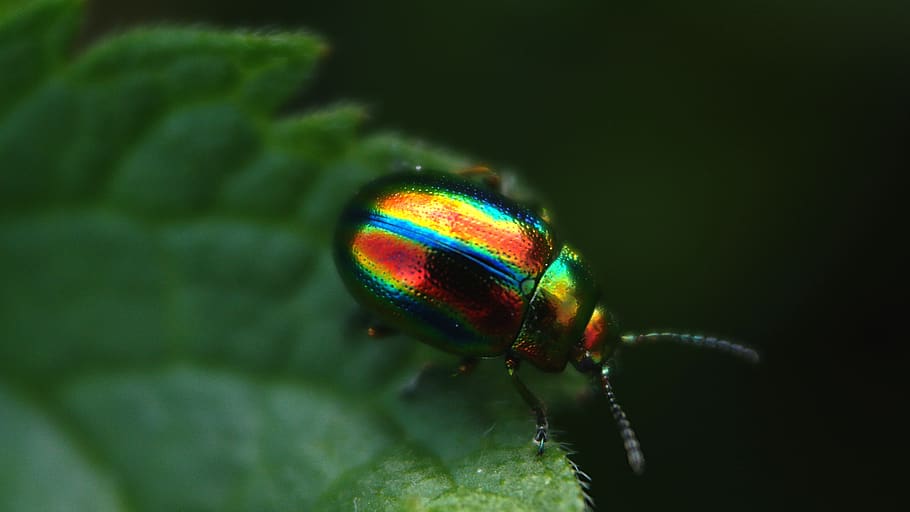 nature, insect, no one, animal themes, one animal, close-up HD wallpaper