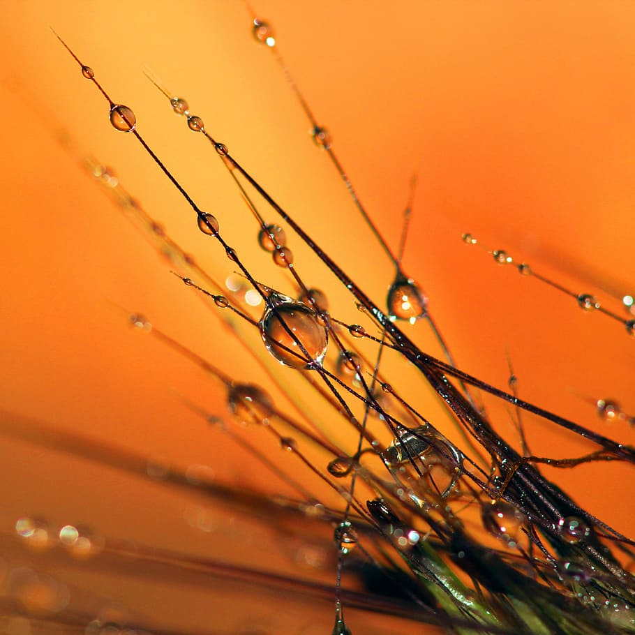 close up photo of grass with dew drops, dewdrops, nature, water HD wallpaper