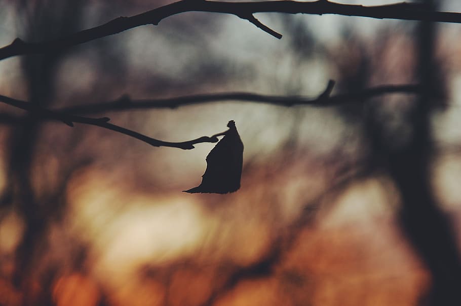 silhouette photo of tree leaf, silhouette of leafe, branch, blurry HD wallpaper