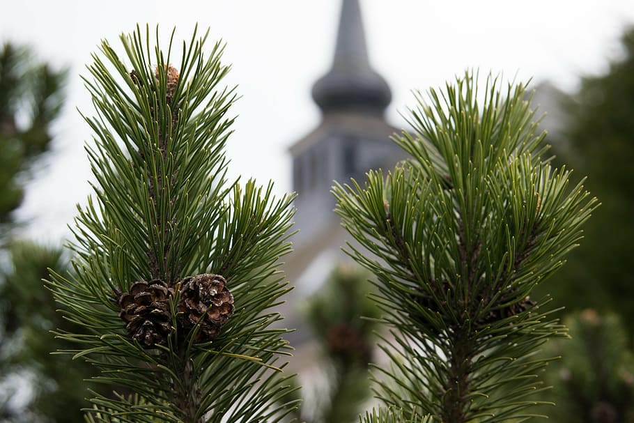 pine, pine cones, church, steeple, tap, conifer, pine needles HD wallpaper