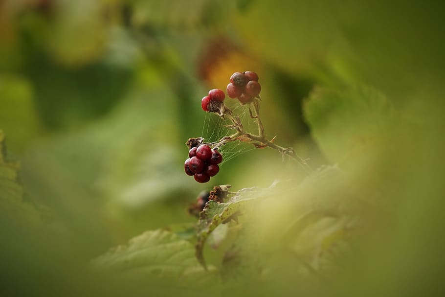 blackberry, forest, bramble, bush, green, nature, leaves, macro HD wallpaper