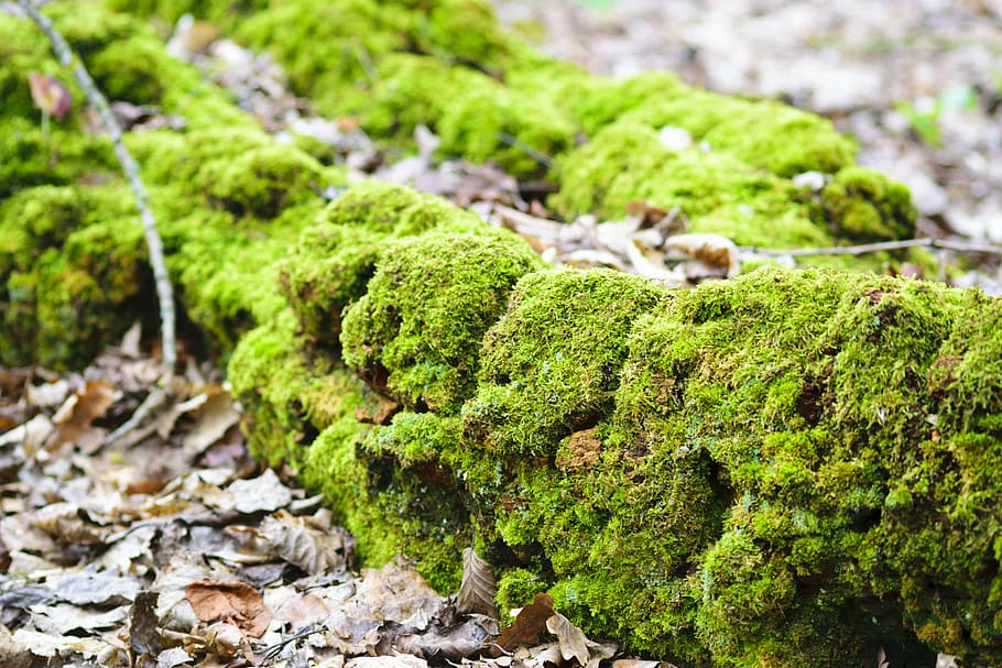 tree, bark, moss, nature, forest, wood, green, burn, old, sunny HD wallpaper