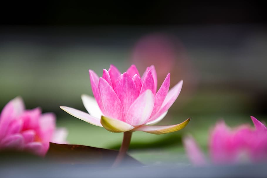 selective focus of pink Lotus flowers, flowering plant, freshness HD wallpaper