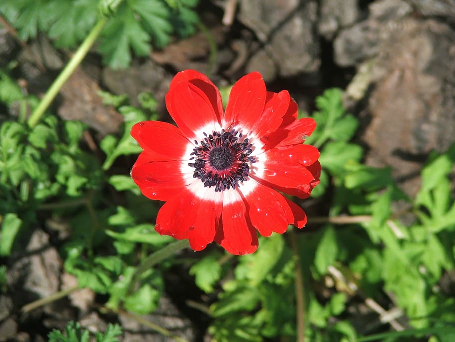 anemone, bulb, flower, nature, plant, summer, petal, daisy HD wallpaper