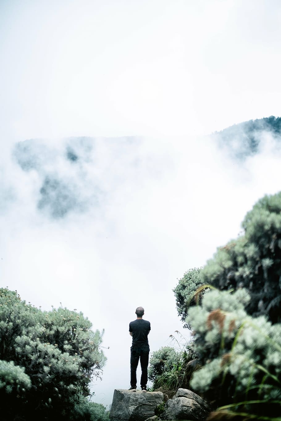 man standing on rock, mountain, top, flowers, plants, clouds