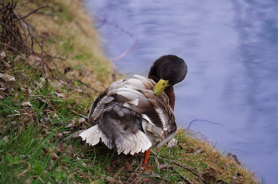 Duck, Bird, Water, Lake, Nature, wild, wild ducks, pond, animal HD wallpaper