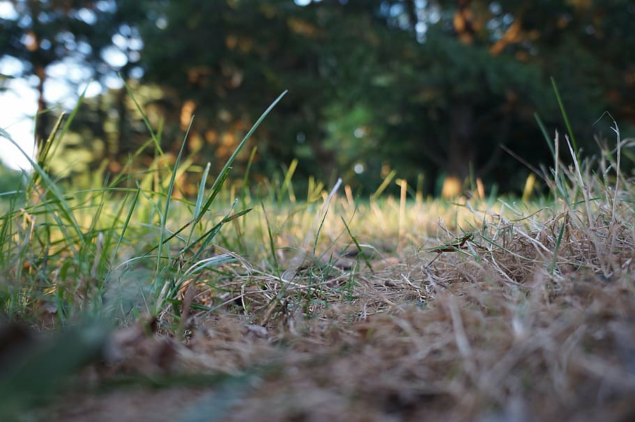 grass, park, nature, trees, green, plant, sila, land, growth HD wallpaper