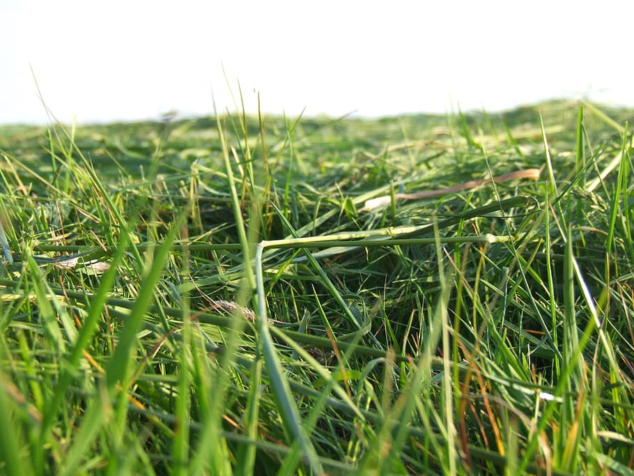 Grass, Meadow, Mowed, Close, green, green color, nature, field HD wallpaper