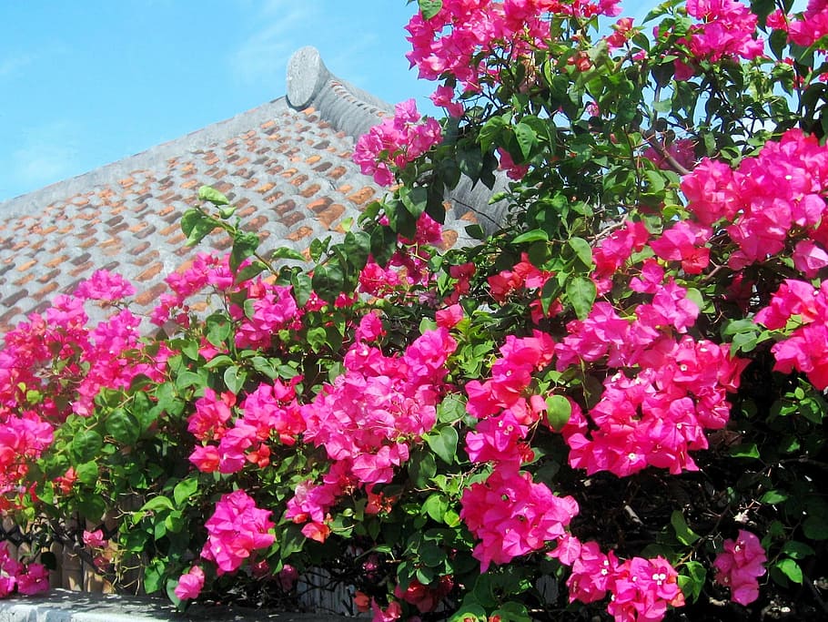 ishigaki island, bougainvillea, blue sky, okinawa, glitter, HD wallpaper