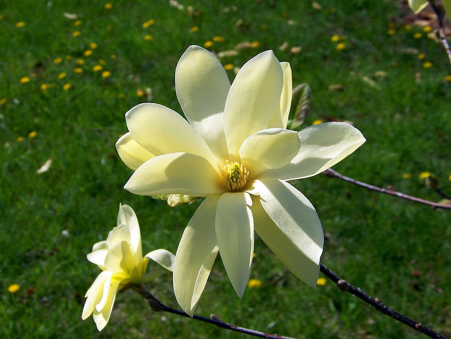 Flower, White, Tree, Bloom, creamish, blossom, spring, floral HD wallpaper