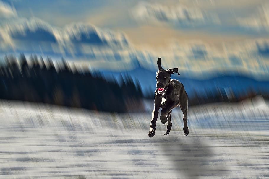 dog, mountain, snow, running, pinheiro, one animal, mammal, HD wallpaper