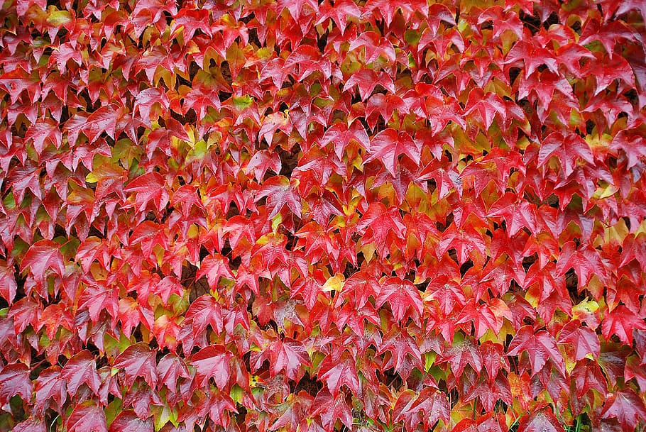closeup photo of red leaves, wild wine, invoice, the background HD wallpaper
