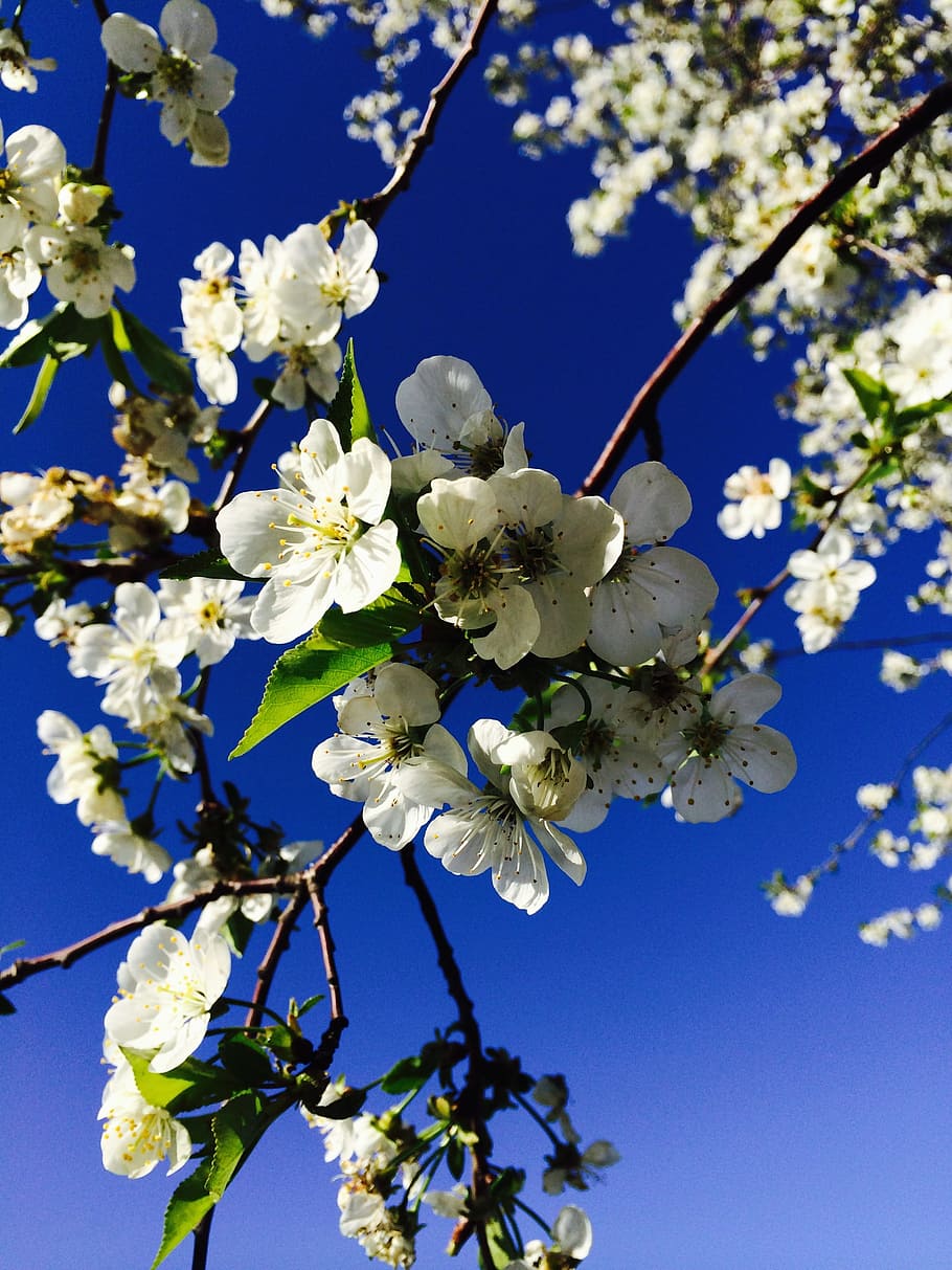 spring, bloom, garden, beautiful, leaves, branch, nature, flowering plant HD wallpaper