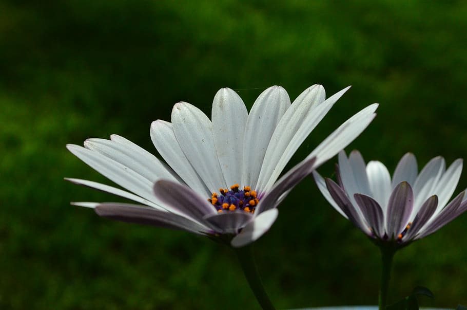Gerbera, Flower, flowers, nature, petal, flower head, fragility HD wallpaper