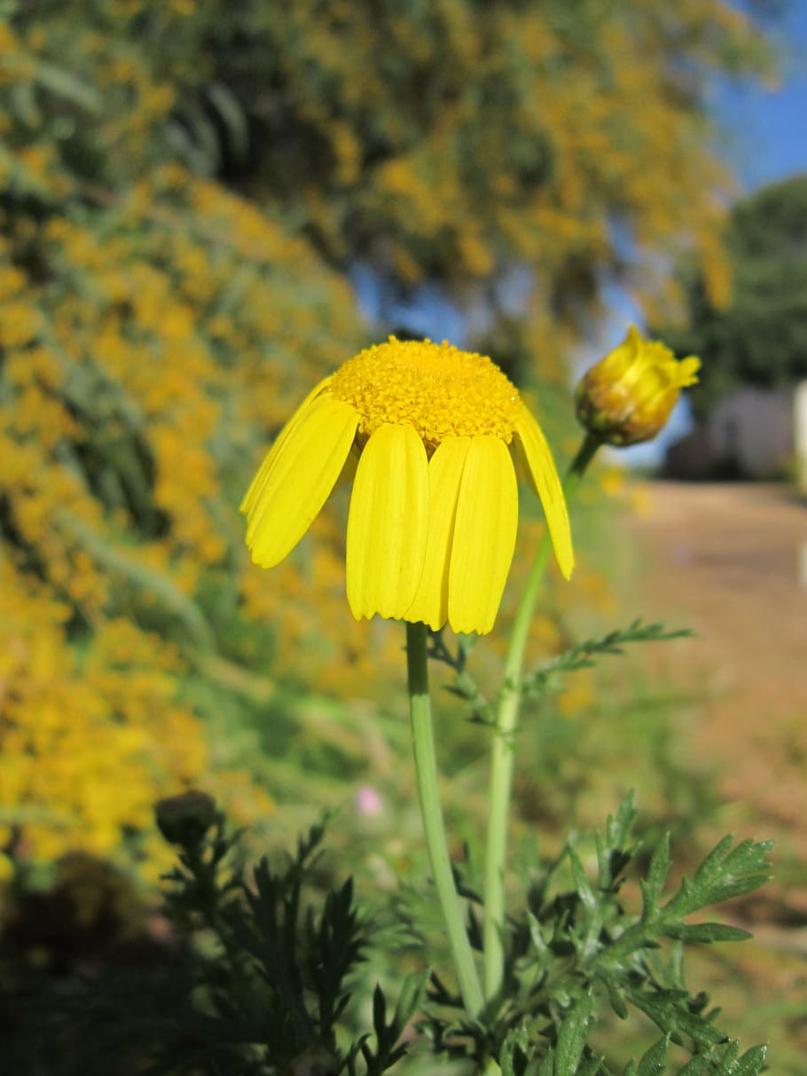 marguerite, close, nature, spring, yellow, flower, wild flower HD wallpaper