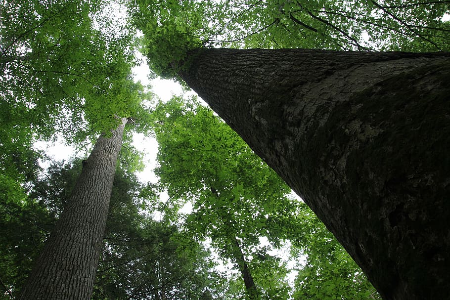 earth day, trees, forest, plant, trunk, growth, low angle view HD wallpaper