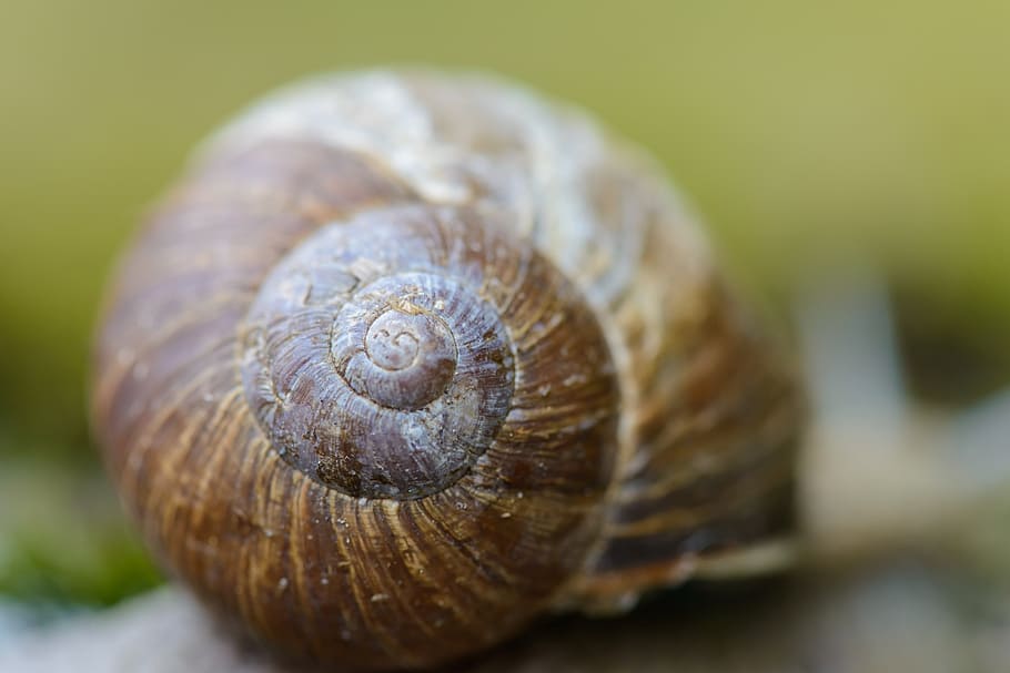 shell, snail, blurred background, spiral, pattern, structure HD wallpaper