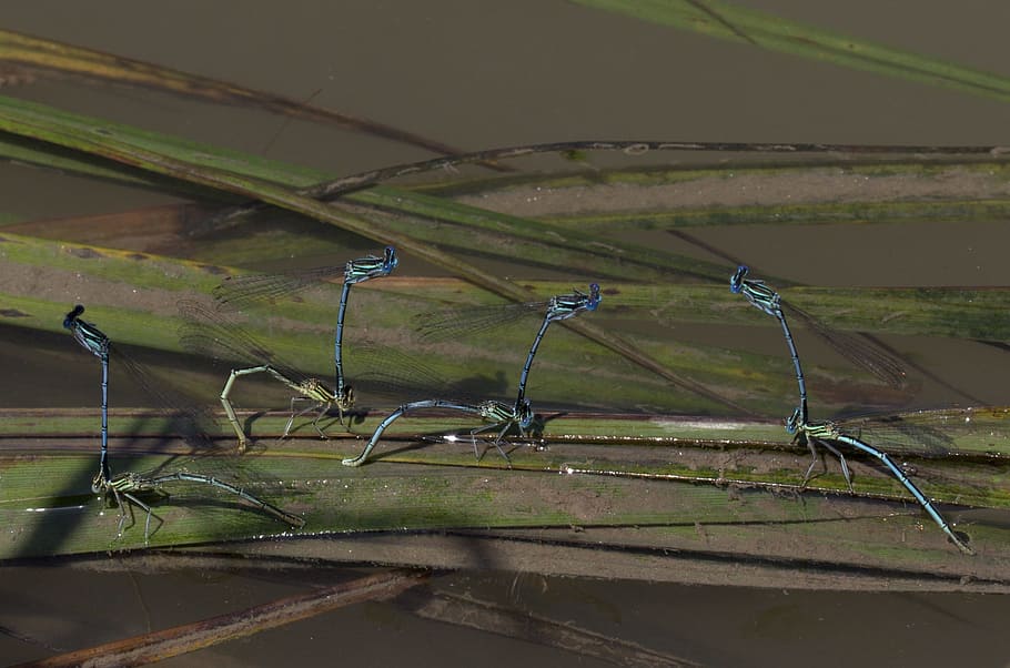 Dragonflies, Mating, Water, field, no people, tranquility, landscape HD wallpaper