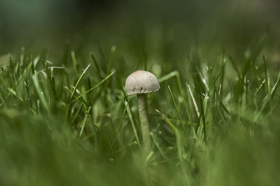 Mushroom, Nature, Small, tiny, green, fungus, plant, grass HD wallpaper